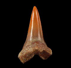 Round Mountain Silt Isurus hastalis tooth for sale | Buried Treasure Fossils