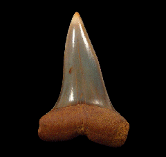 Colorful California Mako tooth for sale 
