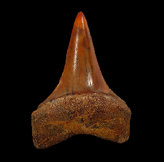 Colorful Round Mountain Silt Isurus hastalis tooth for sale 