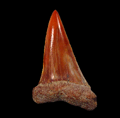 Round Mountain Silt Isurus hastalis tooth for sale | Buried Treasure Fossils