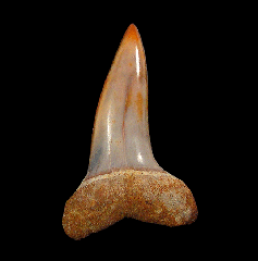 Real Sharktooth Hill Mako shark tooth for sale 