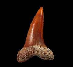 Quality Sharktooth Hill Cosmopolitodus hastalis tooth for sale