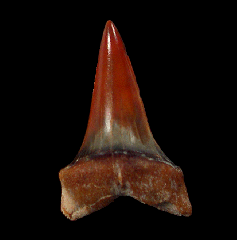 California Hastalis tooth for sale