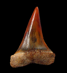Round Mountain Silt Isurus hastalis tooth for sale