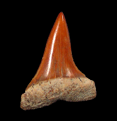Colorful Sharktooth Hill Big-tooth Mako shark tooth for sale 