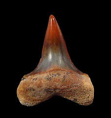 Sharktooth Hill Fire Zone Mako shark tooth for sale 