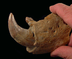 Allodesmus kernensis