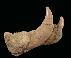 Allodesmus kernensis