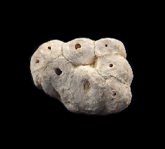 Juvenile Desmostylus tooth 