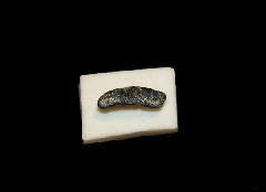 Heterodontus sp.