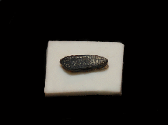 Heterodontus sp.