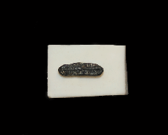 Heterodontus sp.