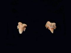 Scyliorhinus sp.