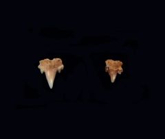 Scyliorhinus sp.