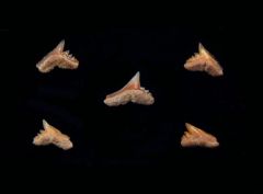 Galeorhinus galeus