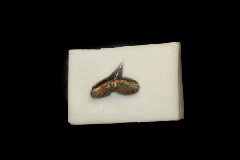 Sphryna lewini