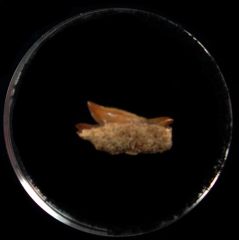 Rare Echinorhinus blakei tooth for sale | Buried treasure Fossils