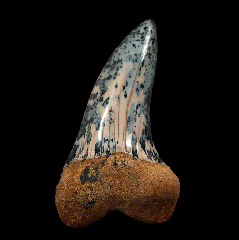 Carcharodon planus tooth