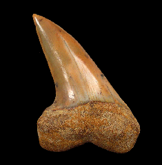 Carcharodon planus
