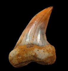 Carcharodon planus tooth