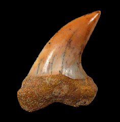 Carcharodon planus tooth