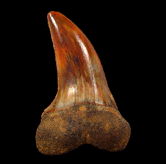 Carcharodon planus