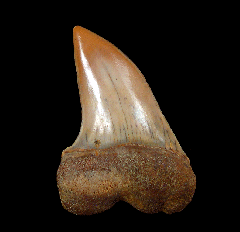 Carcharodon planus