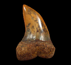 Carcharodon planus