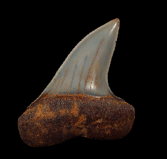 Carcharodon planus