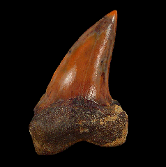 Red Isurus planus tooth for sale 