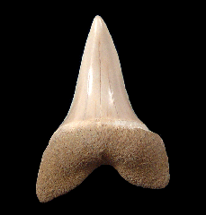 Carcharodon planus tooth