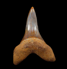 Carcharodon planus tooth