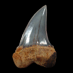 Carcharodon planus tooth