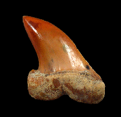 Red Mako tooth for sale