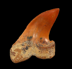 Carcharodon planus