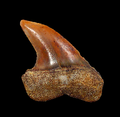 Carcharodon planus tooth