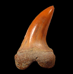 Carcharodon planus tooth