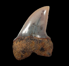 Carcharodon planus tooth