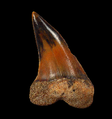 Carcharodon planus tooth