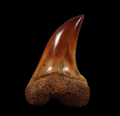 Carcharodon planus tooth