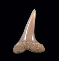 Isurus desori