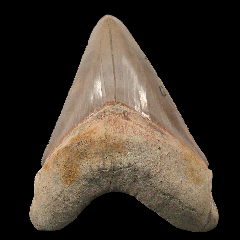 Sharktooth Hill Megalodon tooth for sale | Buried Treasure Fossils