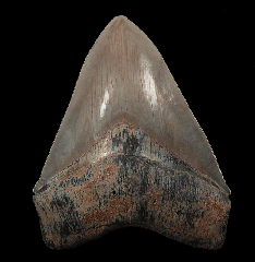 Sharktooth Hill Megalodon tooth for sale | Buried Treasure Fossils