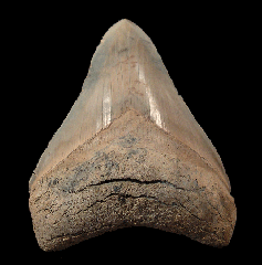 Sharktooth Hill Megalodon tooth for sale | Buried Treasure Fossils
