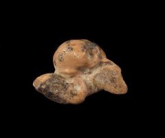 Quality Bakersfield Dolphin ear bone for sale | Buried Treasure Fossils