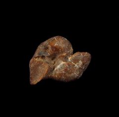 Quality Bakersfield Dolphin ear bone for sale | Buried Treasure Fossils