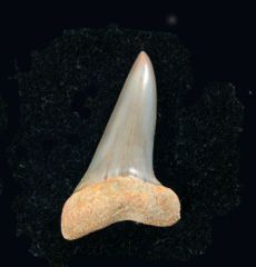 Isurus desori - Olcese