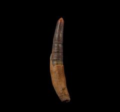 Aulophyseter tooth for sale | Buried Treasure Fossils