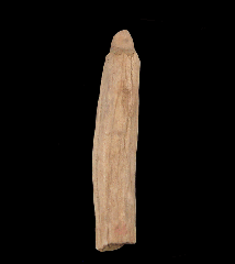 Aulophyseter morricei
