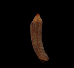 Sharktooth Hill whale tooth for sale | Buried Treasure Fossils